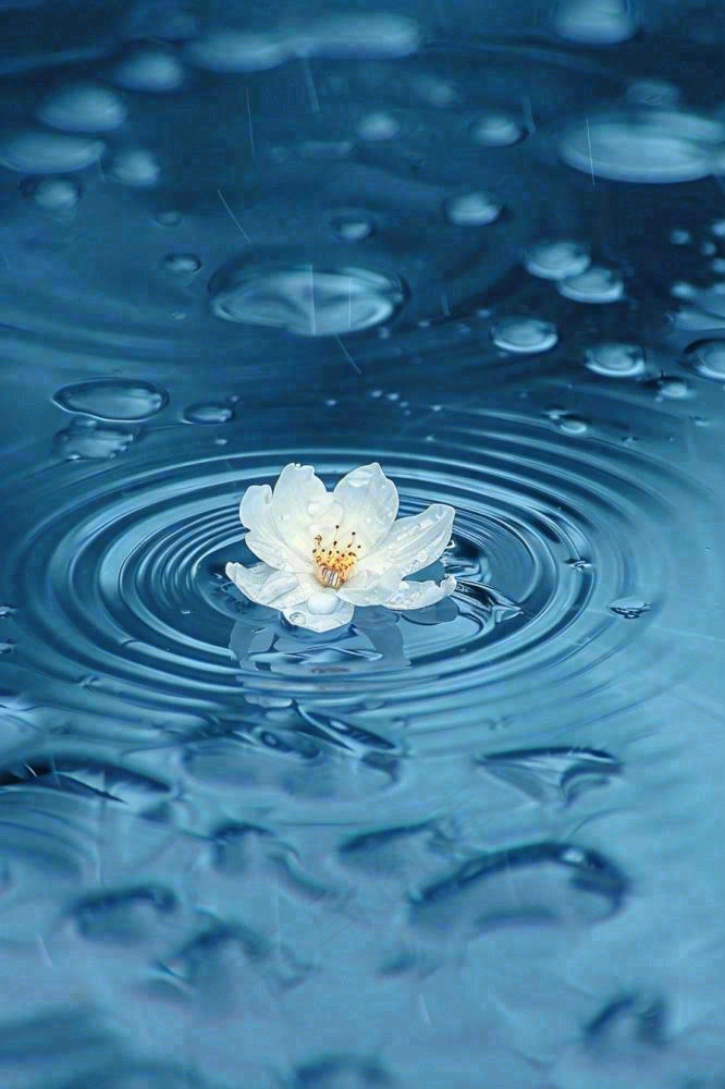 下雨天掉落在蓝色水面的白色花朵清新淡雅雨水处暑寒露摄影图(896x1344)