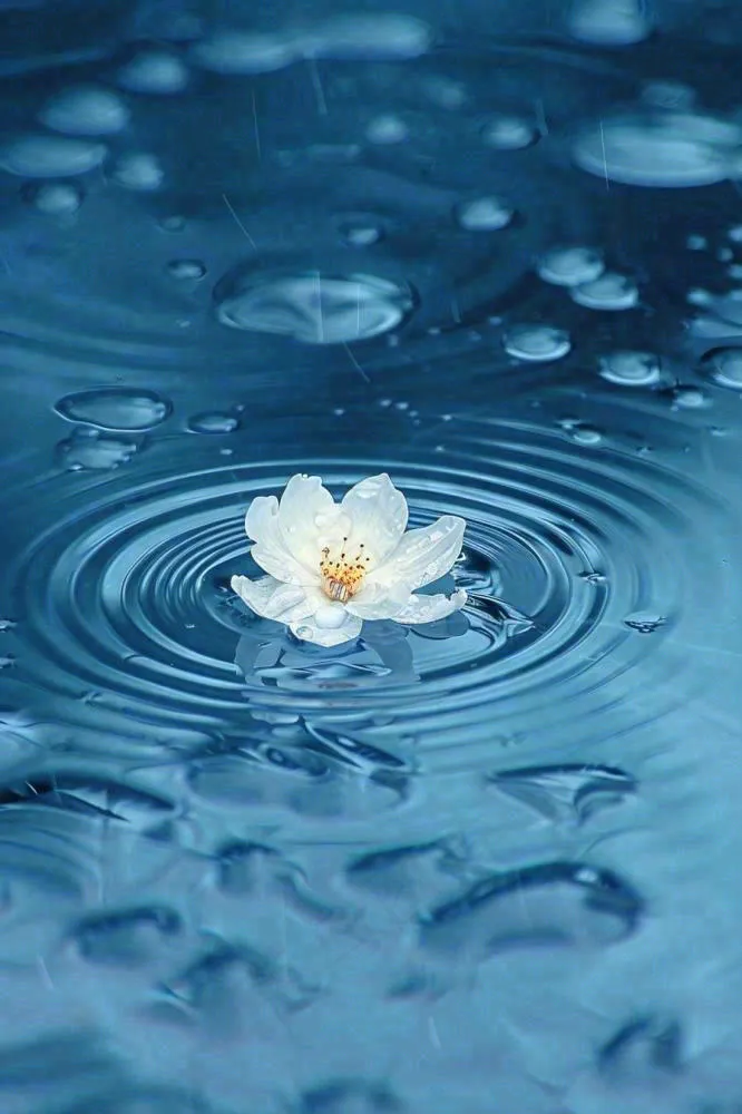 下雨天掉落在蓝色水面的白色花朵清新淡雅雨水处暑寒露摄影图(896x1344)