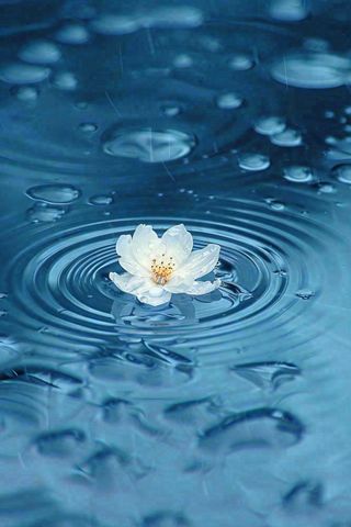 下雨天掉落在蓝色水面的白色花朵清新淡雅雨水处暑寒露摄影图