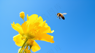 春天油菜花蜜蜂采蜜摄影图