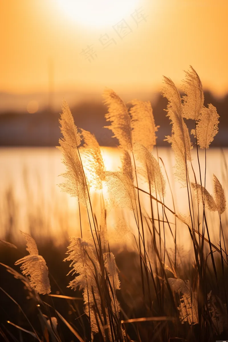 芦苇荡夕阳下美丽芦苇花摄影图(2688x4032)