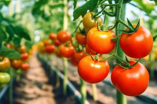 番茄西红柿种植园摄影图