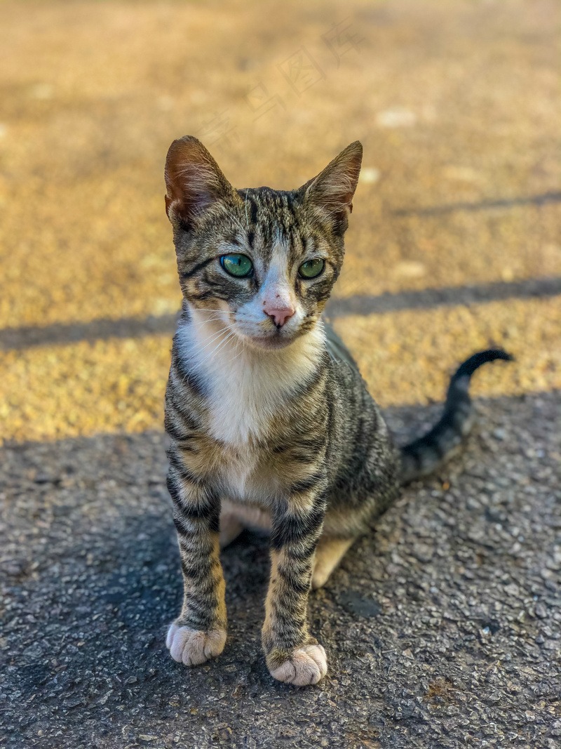 户外猫咪小猫