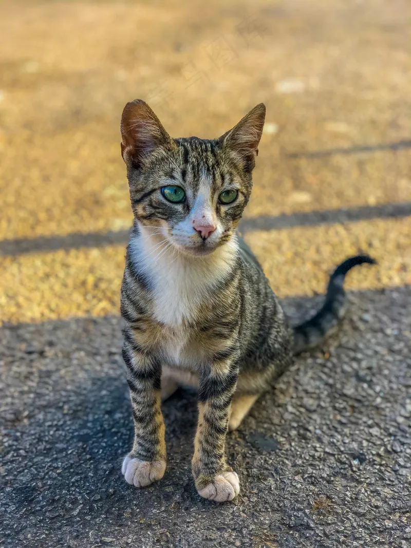 户外猫咪小猫