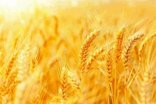 金黄的麦田小麦麦穗芒种秋收秋分摄影图