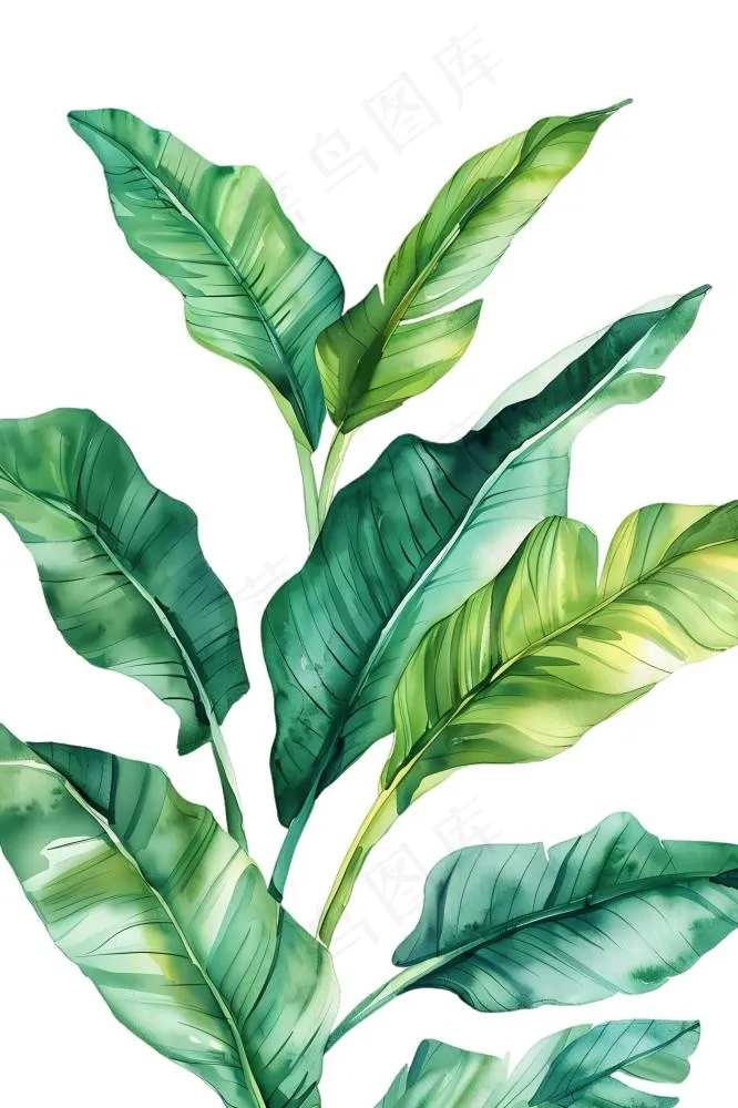 绿叶热带植物手绘插画插图免抠(1266x1900)