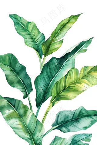 绿叶热带植物手绘插画插图免抠