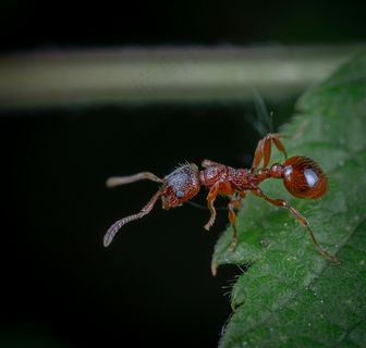 绿叶上的红蚂蚁
