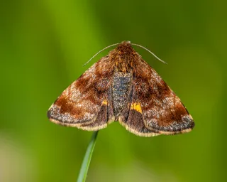 静坐花间的斑点蛾
