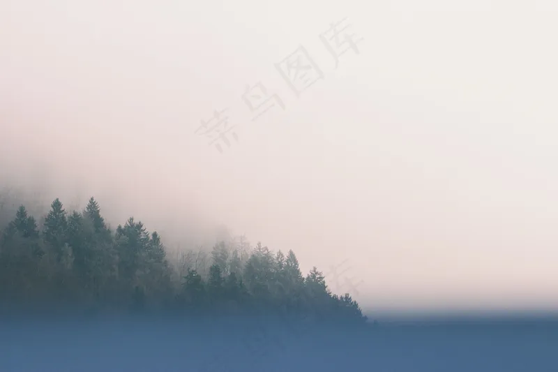 云雾森林图片