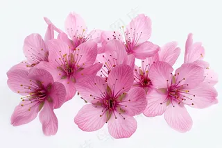 春日樱花花朵摄影图