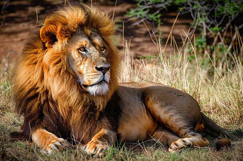 狮子动物非洲草原保护动物摄影图