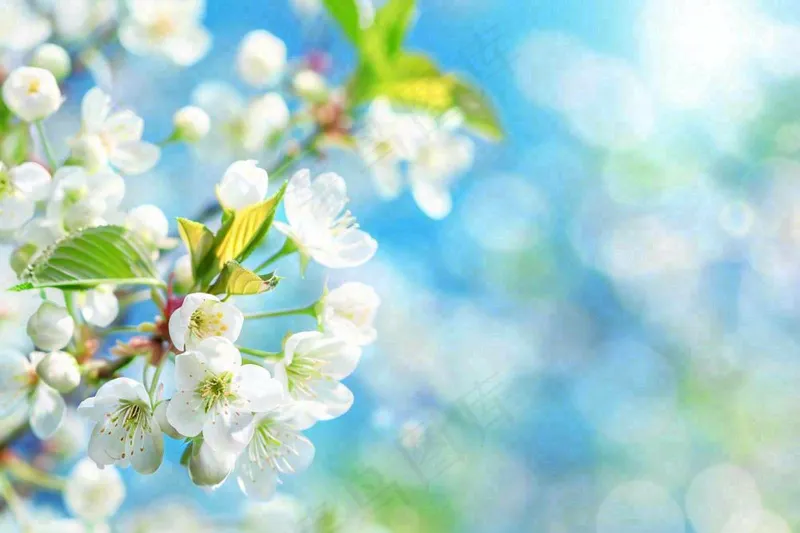 立春白花梨花花朵春意蓝天背景春分惊蛰摄影图(1344x896)