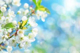 立春白花梨花花朵春意蓝天背景春分惊蛰摄影图