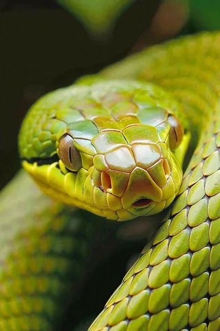 蛇陆地爬行动物摄影图