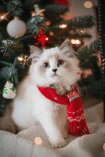 猫咪宠物猫可爱动物摄影图