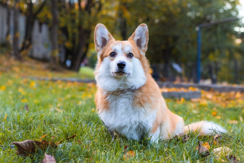 草地上可爱的威尔士柯基犬2