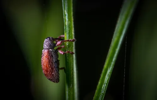 秘密探索:微观世界中的昆虫探险 秘密探索:微观世界中的昆虫探险