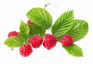 树莓水果摄影图免抠