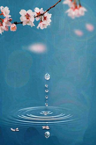 春天梅雨时节雨滴飘落在梅花滴落在水面上泛起涟漪雨水谷雨寒露摄影图