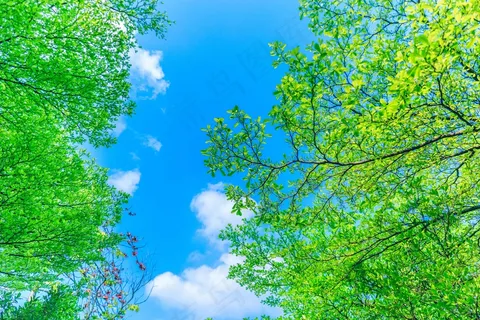 蓝天下的树叶树木