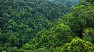 原始森林热带绿色摄影图