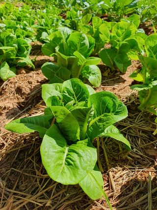 菜园的绿色新鲜蔬菜2