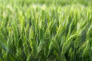 小麦绿色麦穗小满芒种粮食丰收摄影图