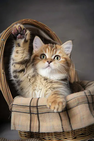 猫咪宠物猫可爱动物摄影图