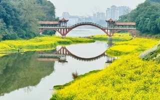 壕上大桥 油菜花