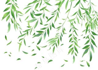 柳树柳条春天绿叶卡通插画免抠