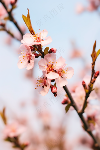 春天桃花粉色花朵摄影图