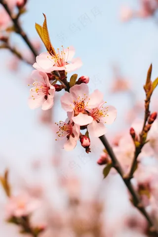 春天桃花粉色花朵摄影图