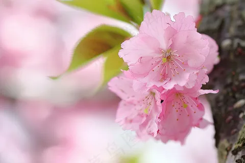 春日樱花花朵摄影图