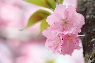 春日樱花花朵摄影图