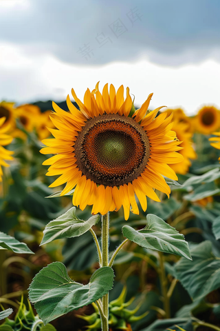 向日葵向阳鲜花摄影图