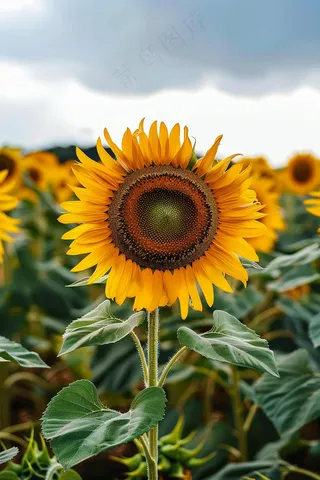 向日葵向阳鲜花摄影图