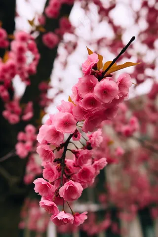 春天粉色樱花树枝摄影图