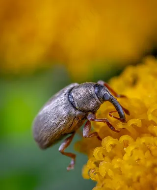 细节世界中的微小森林探险家