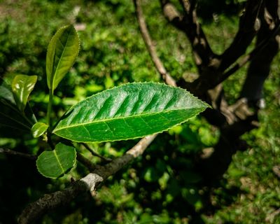 户外茶园茶叶