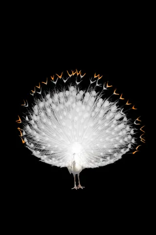 白色孔雀—免抠