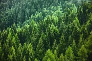 山林森林阳光绿色大自然风景摄影图