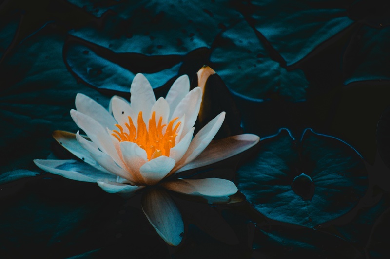 美丽的白色荷花