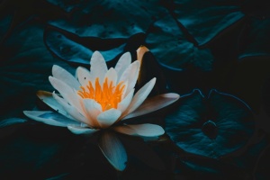 美丽的白色荷花