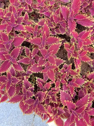 色彩斑斓五彩苏