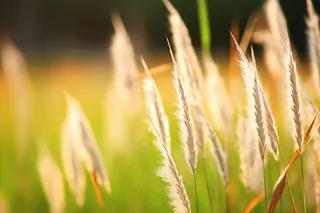 芦苇绿叶子摄影图