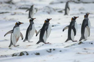 冰雪天地的企鹅寒冷动物摄影图