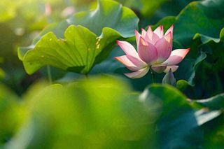 夏日池塘荷花荷叶唯美立夏夏至处暑摄影图