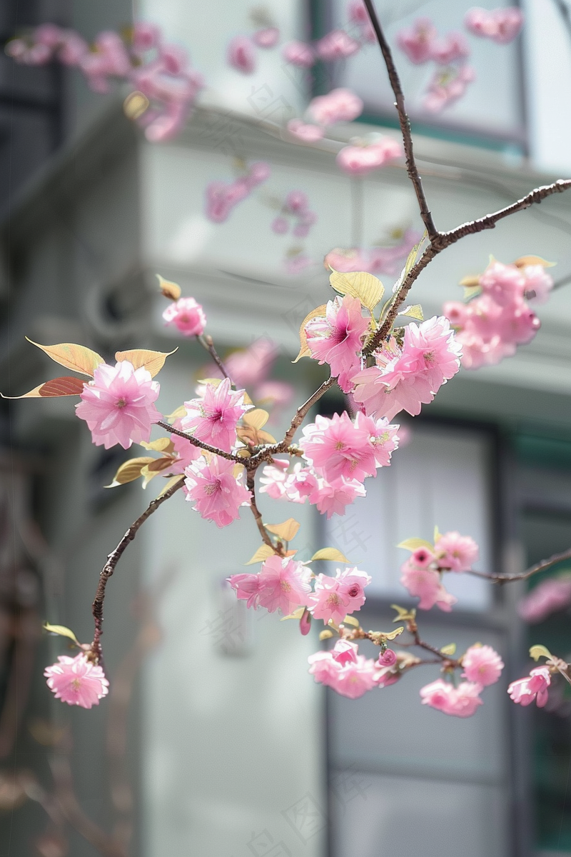 春日樱花花朵摄影图(2688x4032)