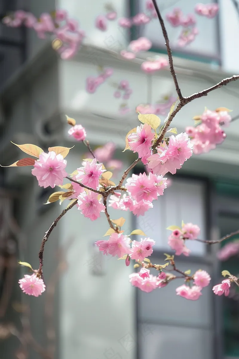 春日樱花花朵摄影图(2688x4032)